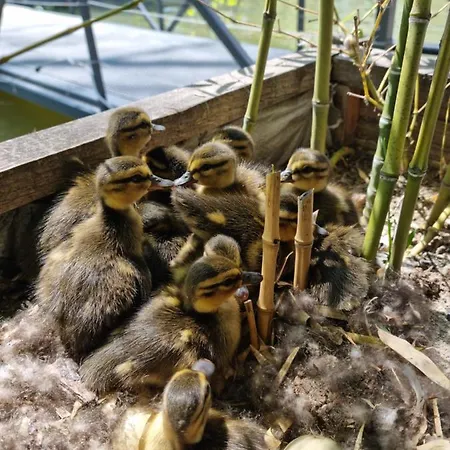 Charlie Bed & Breakfast